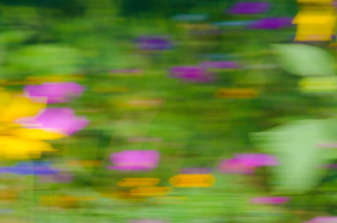Wildflower Abstract